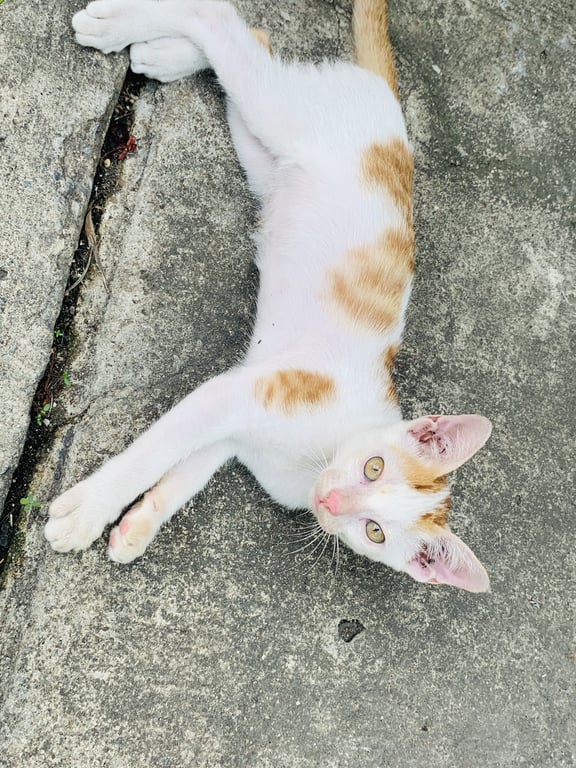 ตามหาเจ้าของแมว น้องอายุไม่เกิน 2 เดือน กินเก่ง เป็นมิตร ขี้อ้อนค่ะ ยังไม่ได้ฉีดวัคซีนนะคะ ขอเป็นบ้านที่พร้อมเลี้ยงน้องจริงๆและรักน้องเหมือนเป็นสมาชิกในครอบครัวนะคะ 🥺