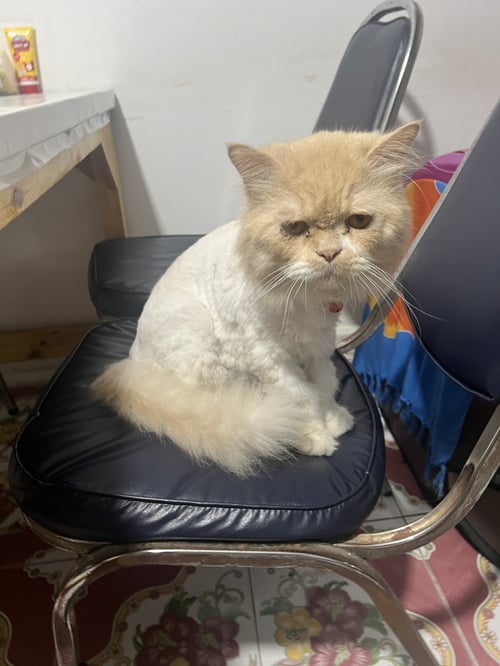 ม่อน