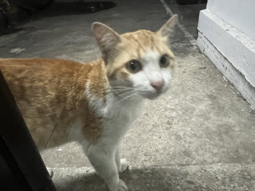 ตามหาเจ้าของแมว มีแมวตัวผู้ส้ม-ขาว หลงมาบริเวณแยกเกษตร ม.เกษตรศาสตร์  น่าจะมีเจ้าของแล้วหนีเที่ยวหรือพลัดหลงมา น้องคุ้นมากและอ้วนลงพุง แต่ชอบฉี่ประกาศอาณาเขตโซนอพาร์ทเม้น ทำให้มีกลิ่นฉี่แมว เจ้าของหอไม่ชอบแมวนะคะ อยากให้เจอเจ้าของมารับกลับ กลัวน้องจะโดนจับไปปล่อยหรือเป็นอันตรายกว่านี้ จะไม่ได้มีโอกาสเจอเจ้าของอีก ฝากแชร์คนละมือหน่อยนะคะ 🙏🙏 #เกษตรศาสตร์บางเขน #แมวพลัดหลง