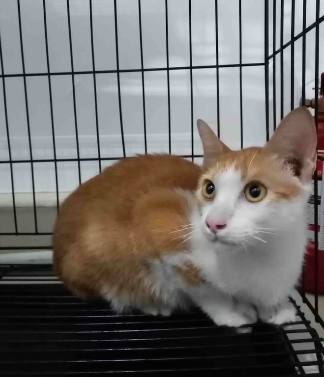 คลินิกรักษาสัตว์เหมียวสโมสร (Meow Samosorn vet clinic)