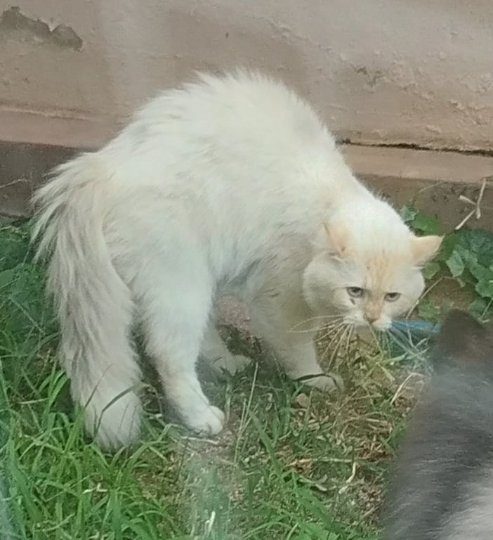 ตามหาเจ้าของแมว 