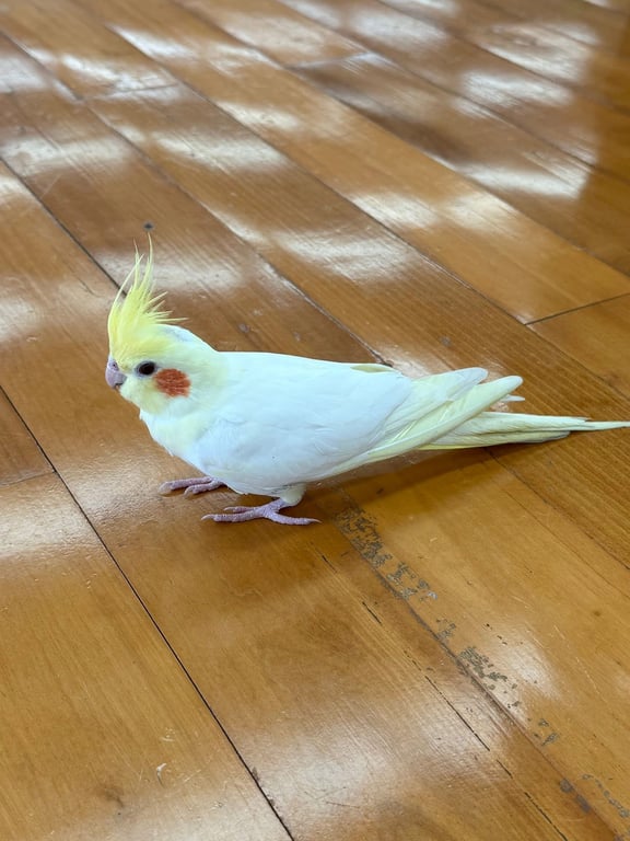 ตามหาเจ้าของนก ตัวขาว หัวเหลือง หางเหลือง แก้มส้ม ด้านหลังหัวจุกเหมือนหัวล้าน (ขนยังขึ้นไม่เต็ม)