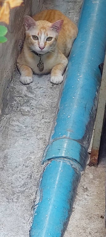 ตามหาเจ้าของแมว แมวสีส้มขาว ตาสีเหลือง เท้าขาว