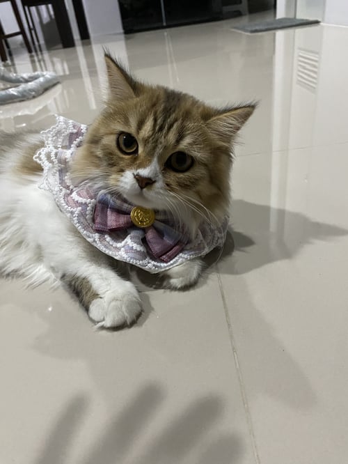 น้องลัคกี้
