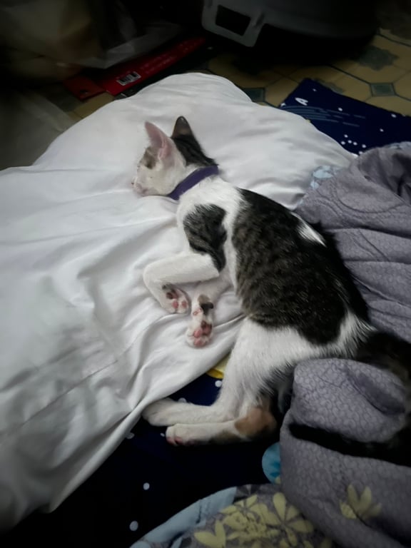 มีตัง