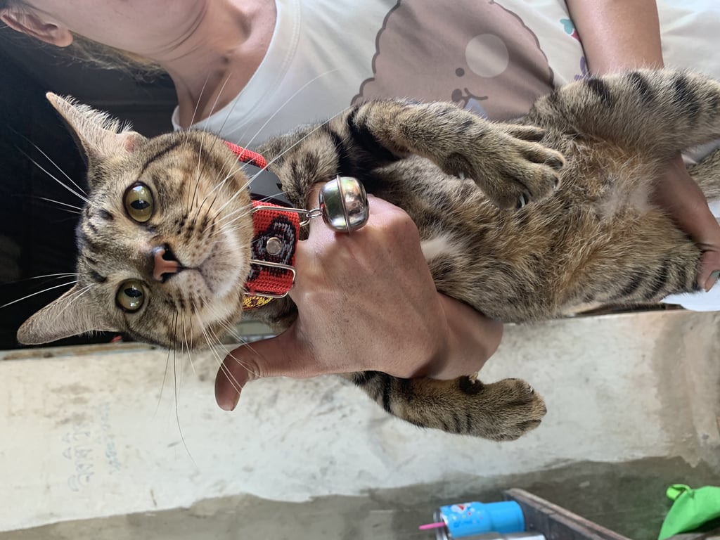 ตามหาเจ้าของแมว แมวตัวค่อนข้างใหญ่ลายสลิดช่วงอกสีขาว คางสีขาว