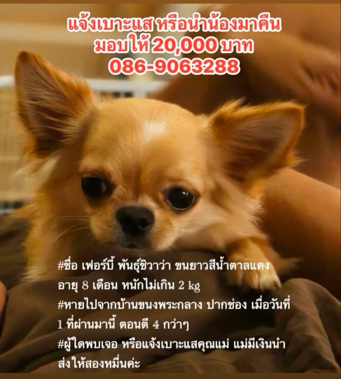 สุนัข ชื่อเฟอร์บี้