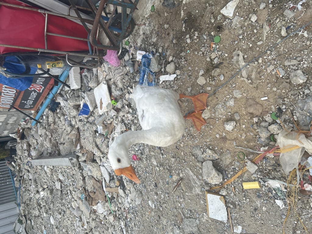 ตามหาเจ้าของนก ห่านเพศเมีย สีขาว มีลายที่หลังเล็กน้อย ไม่มีปลอกคอ