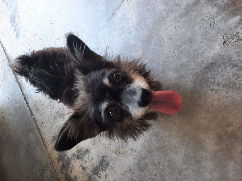 ตามหาเจ้าของหมา 