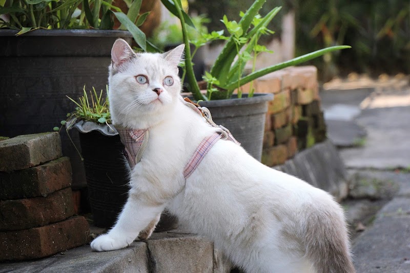 บ้านสี่ขารักษาสัตว์