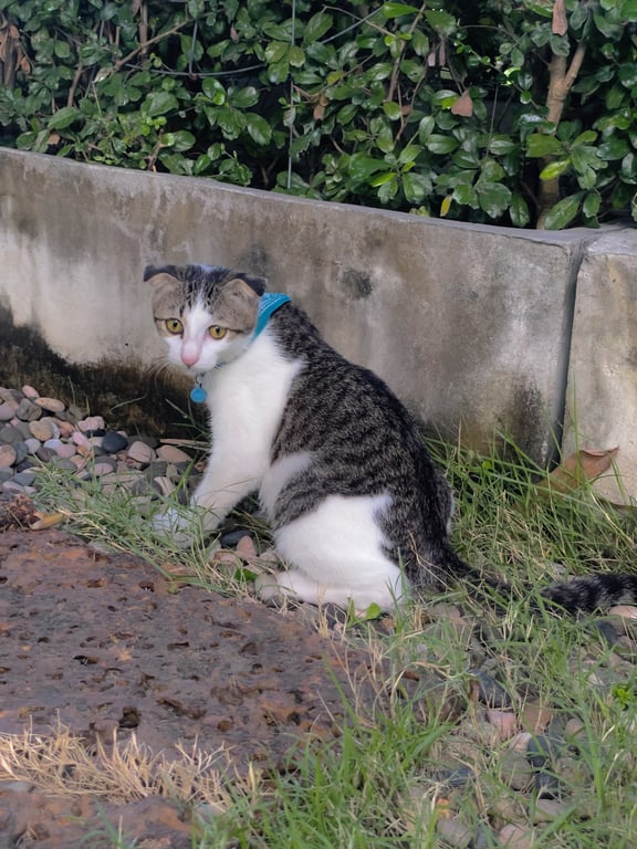 ด็อบบี้