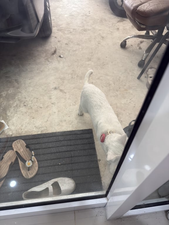 ตามหาเจ้าของแมว น้องเป็นแมวสีขาว ตาสีฟ้าสองข้าง เจอครั้งแรกวันที่9มค ยังมีปลอกคอ เจอล่าสุดวันนี้ไม่มีปลอกคอแล้ว