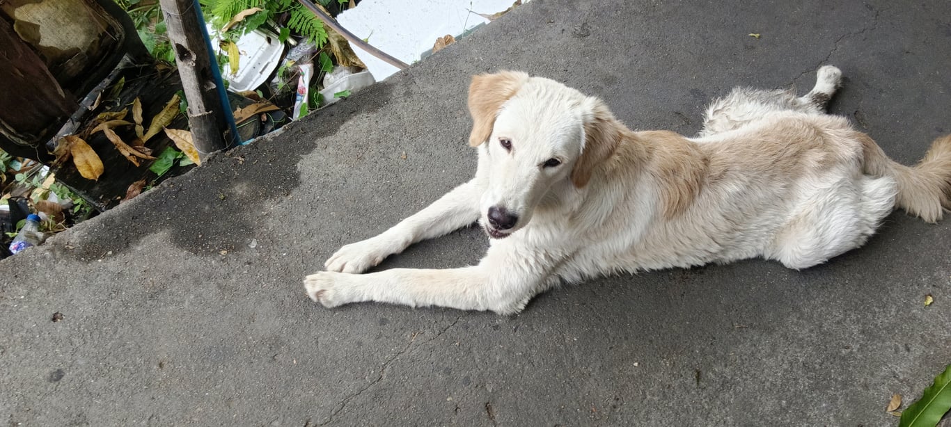 ตามหาเจ้าของหมา ฉลาด ขี้เล่น ไม่ดู เป็นมิตรกับหมาเล็ก หมาใหญ่