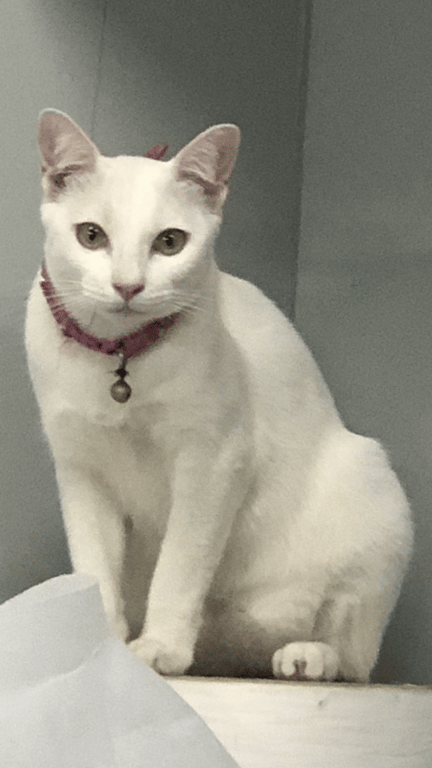 ตามหาเจ้าของแมว ตาสีเหลือง