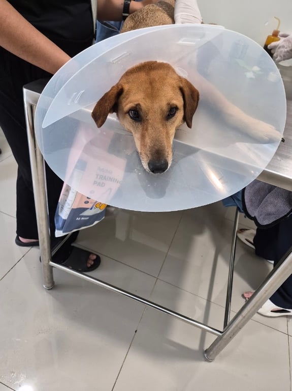 โรงพยาบาลสัตว์แม่โจ้ 24 ชั่วโมง Maejo Animal Hospital