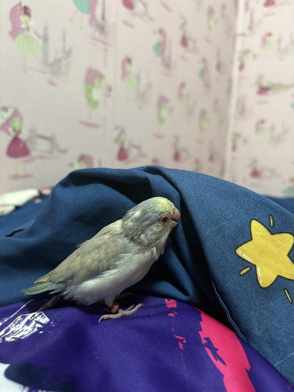 บลู
