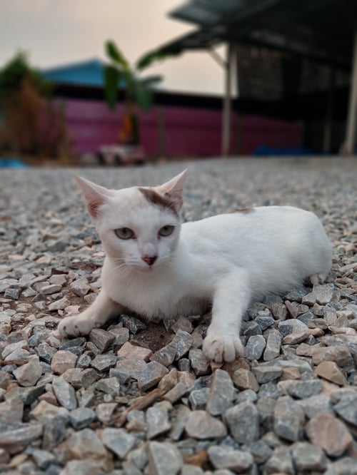 ท๊อฟฟี่