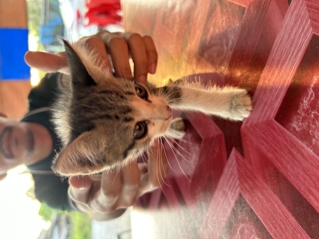 ตามหาเจ้าของแมว แมวเด็กเพิ่งคลอดน่าจะยังไม่หย่านม มีพี่น้องรวมตัวน้องแมวเองเป็น3ตัว ถูกวางไว้หน้าร้านอาหารตามสั่ง