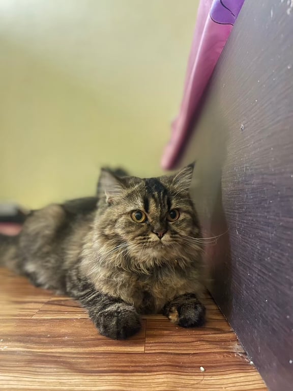 ยูมี