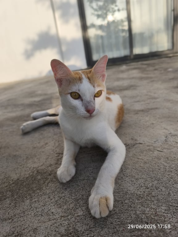 ตามหาเจ้าของแมว ยังไม่ได้ทำหมันแมวเชื่องมากคุ้นกับคนสุดๆแล้วก็น้ำหนักประมาณ 4 กิโลกรัมค่อนข้างอ้วน