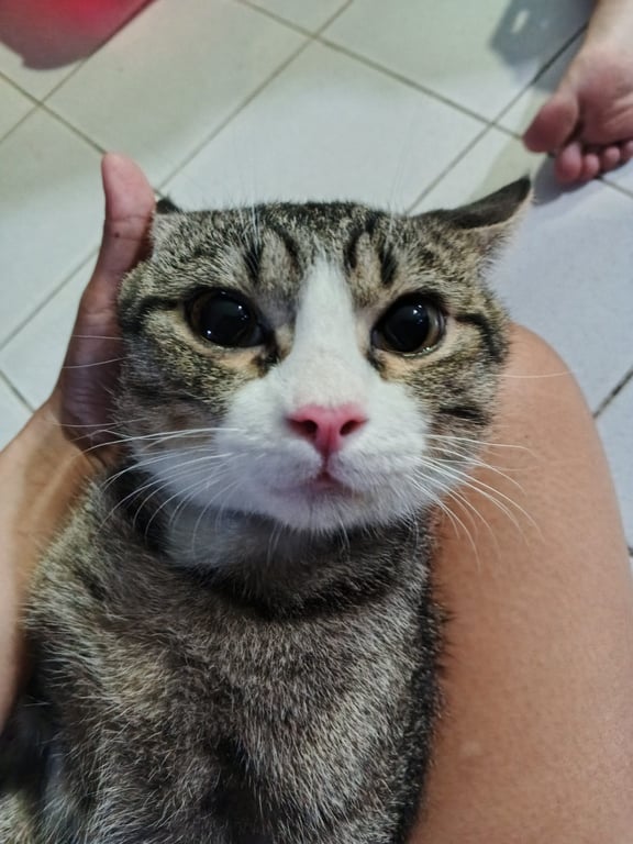 กาฟิว