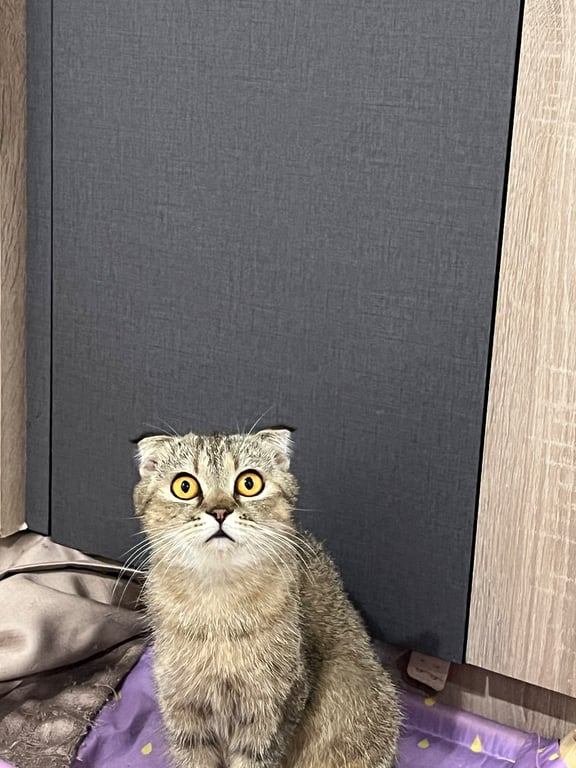 โอลิเวีย