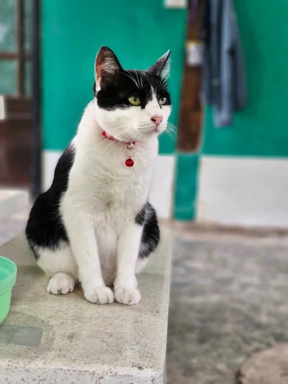 สติ๊ด
