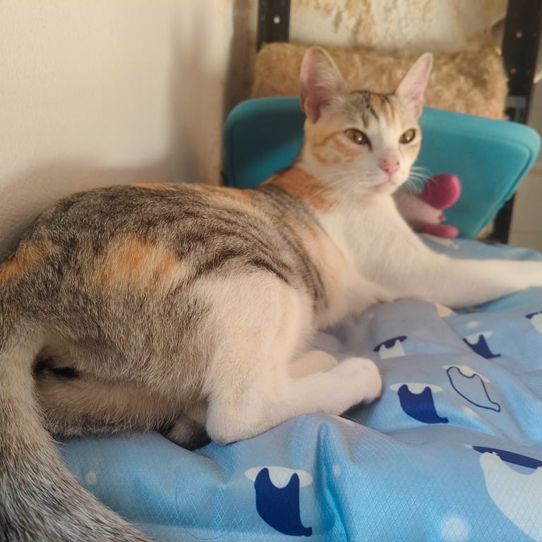 มีบุญ