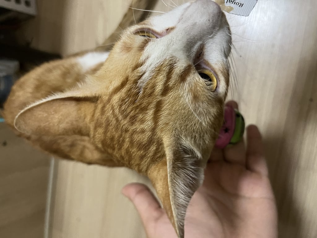 ตามหาเจ้าของแมว ตัวผู้ยังไม่ทำหมันน่าจะอายุ1ปีกว่า