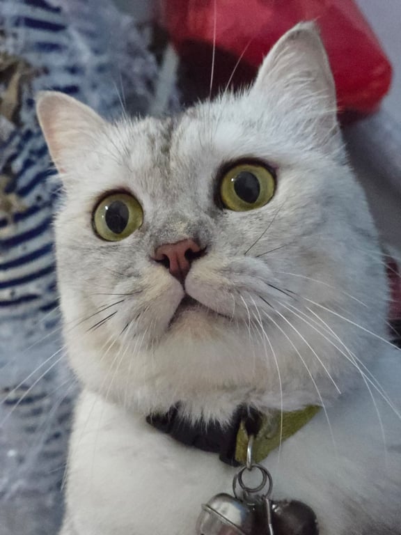 ไลลา