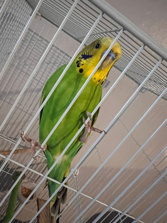 หนูเขียว