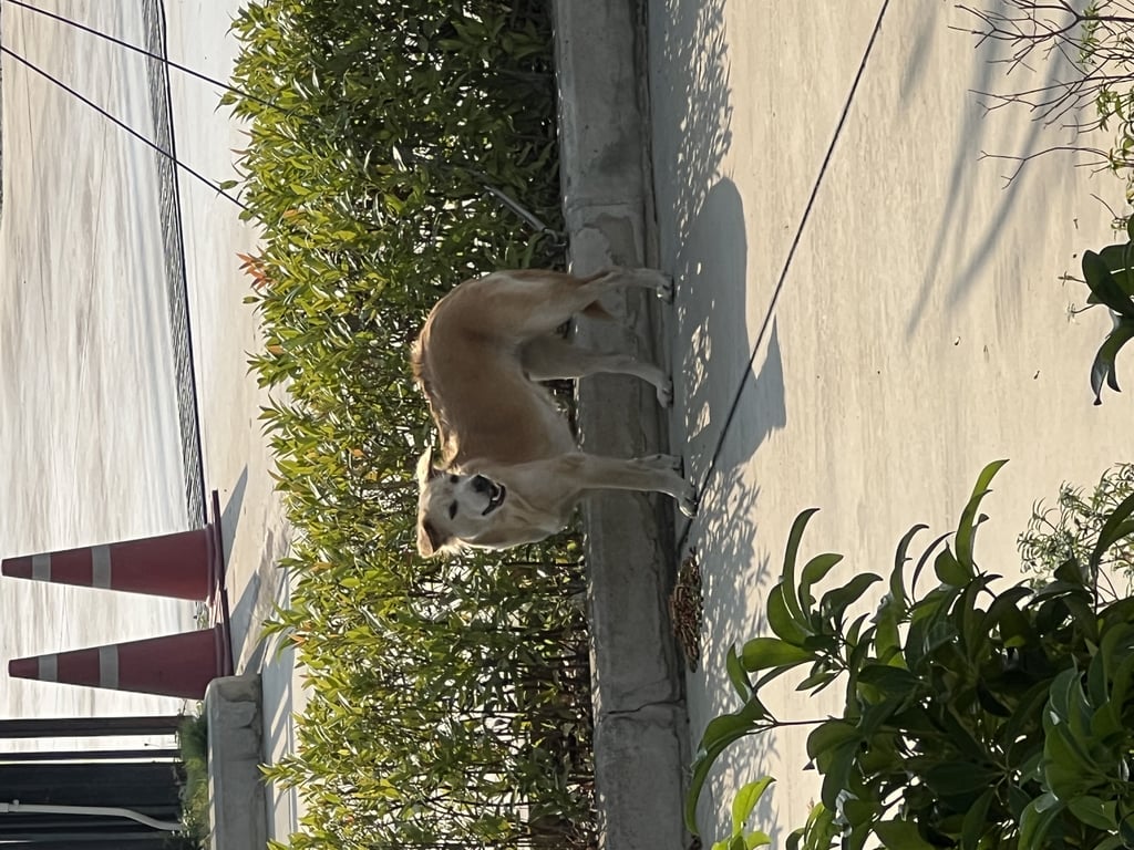 ตามหาเจ้าของหมา ลักษณะสีขาวครีม ขนยาวพอประมาณ หลังอาน