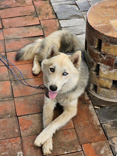 ทาโร่