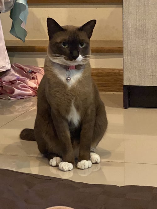 ดอลล่า