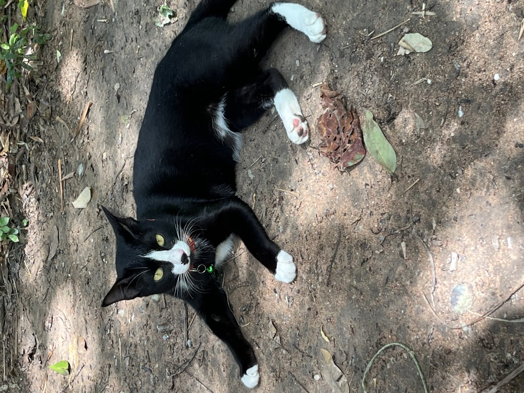 ตามหาเจ้าของแมว 