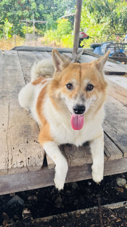 เป่าเปา
