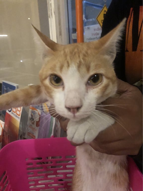 ตามหาเจ้าของแมว แมวส้ม แต่หน้าขาว ท้องขาว หางยาว มีปลอกคอสีดำ