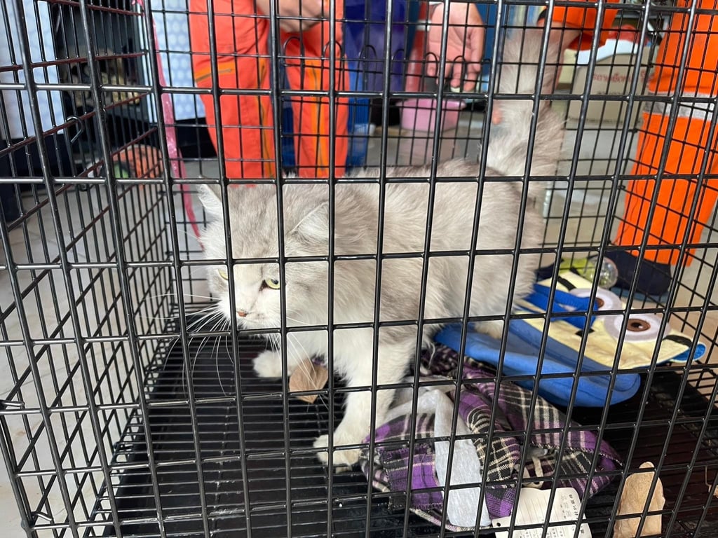 ตามหาเจ้าของแมว น้องหลงอยู่แถวๆหมู่7 แม่เหียะ
ตอนนี้อยู่ที่เทศบาลเมืองแม่เหียะ  เจ้าของน้องสามารถเข้าติดต่อและยืนยันความเป็นเจ้าของน้องได้ น้องคิดถึงมากๆ
เชื่องมากขี้อ้อน ตัวใหญ่ แรงเยอะมากกกก