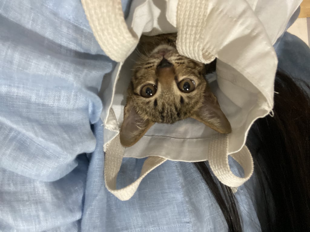 ตามหาเจ้าของแมว ช่วยน้องแมวหาบ้านอบอุ่นค่ะ🐱

🐈น้องหล่นจากเทสล่าสีขาว ป้ายแดง บนทางด่วนขาเข้าสุขุมวิทวันที่ 26 กค ช่วงบ่าย 2 

น้องหล่นลงมารีบวิ่งหาที่ซ่อน แต่ที่ซ่อนของน้องคือล้อรถที่กำลังเลื่อน เกือบไปแล้ว  เราเลยรีบไปช่วยน้องมาให้ ปลอดภัยก่อน

💕📣หากมีใครสนใจรับเลี้ยงน้องหรือมีคนรู้จักอยากเป็นบ้านใหม่ที่อบอุ่นให้น้อง แจ้งเราได้เลยนะคะ น้องตัวผู้ อายุประมาณ 2-3 เดือน ลายสลิดสีดำเหลืองเทา ตาสีเหลืองอัมพัน น้องอาบน้ำ หยอดยาเรียบร้อยค่ะ

ขอบ้านอบอุ่นหลังใหม่ให้น้อง เจ้าของใหม่วัยทำงาน/ เกษียณ  เลี้ยงระบบปิด สามารถดูแลน้องรักน้อง สะดวกแนบบัตรประชาชน อัพเดทได้เป็นระยะ ๆ นะคะ

🙋🏽‍♀️🌺 หากมีผู้สนใจ รุ้งขออาสาขับไปส่งน้องให้ถึงที่บ้านเลยค่ะ