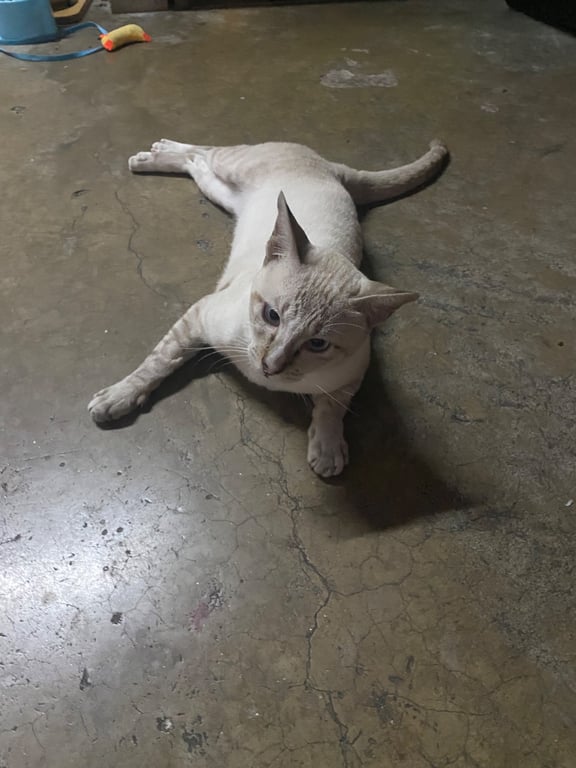 เบ๊บ (Babe)