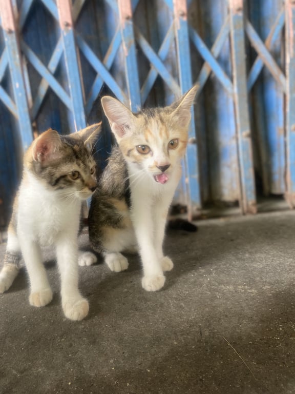 ตามหาเจ้าของแมว ขอคนที่รักน้อง รับแพคคู่จะดีมากๆเลยค่า 
มีคนเอาน้องมาปล่อย