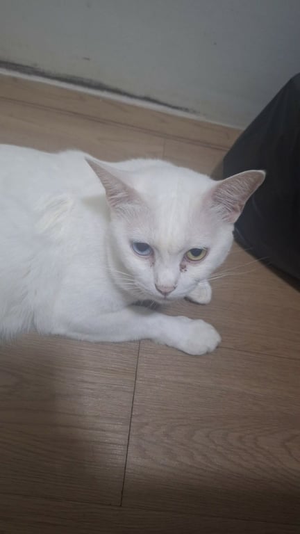 โมจิ