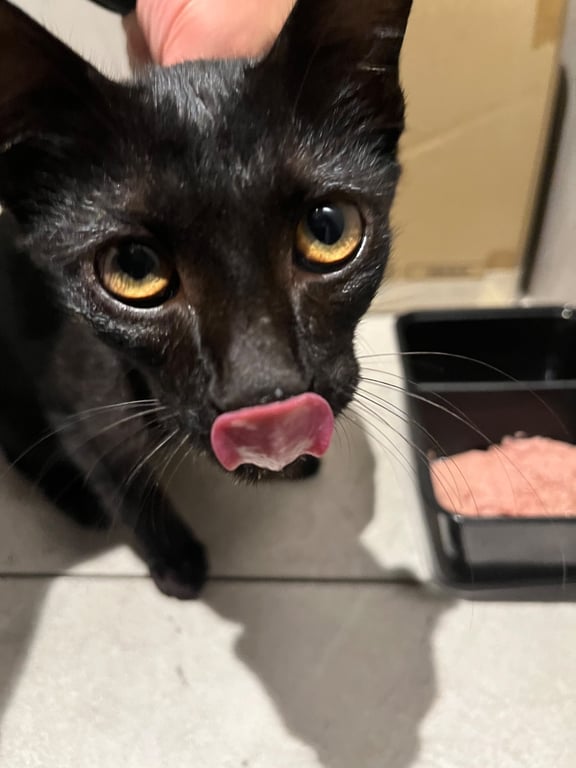 Cat in Bearing