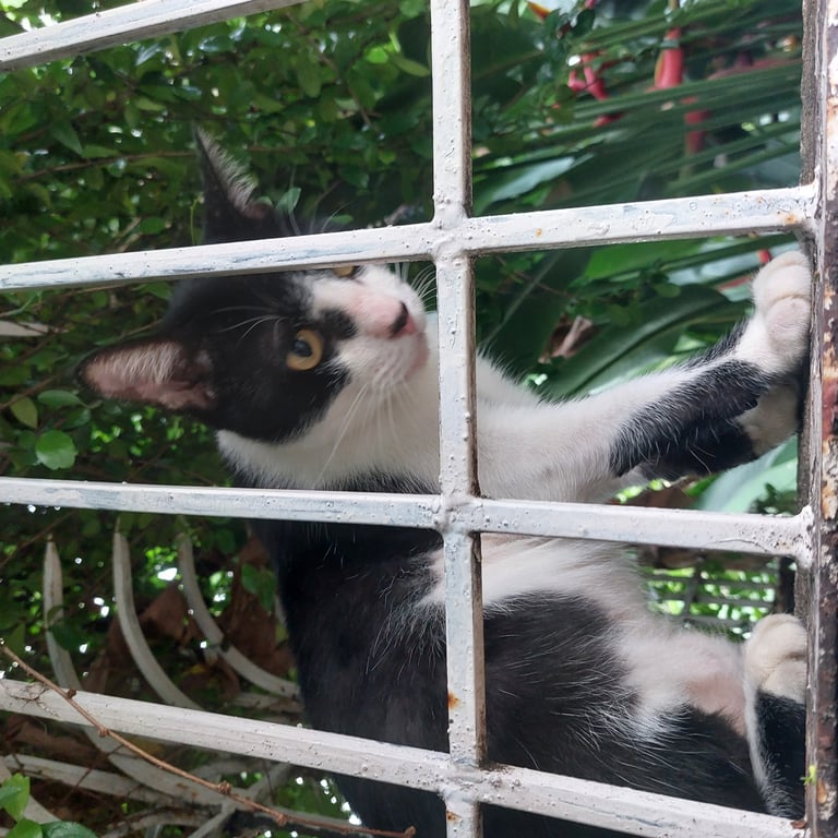 ตามหาเจ้าของแมว ทำหมันแล้ว หนัก 5 กิโลกว่า
เชื่องกับคน