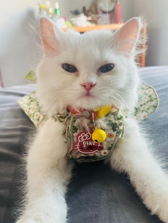ยูเมะ