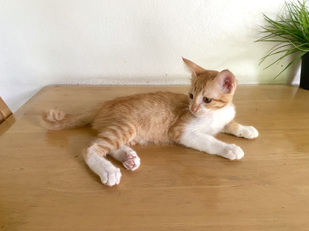 ตามหาเจ้าของแมว เพศชาย อายุเพียง 2-3 เดือน วัยนี้กำลังน่ารักและเข้ากับแมวตัวอื่นได้ง่าย ไม่ว่าจะอายุมากหรือน้อยน้องก็สามารถปรับตัวได้ค่ะ ตัวจริงน้องน่ารักมาก สะอาดและสุขภาพดี อยากให้คนเอ็นดูน้องหน่อยนะคะ ไม่อยากให้น้องเป็นแมวจรเลย น้องหาบ้านเหลือแค่ตัวเดียวแล้วค่ะ