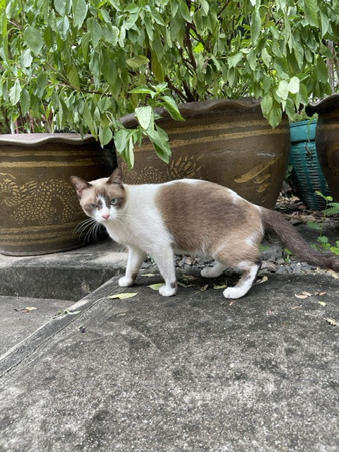 ใบบุญ
