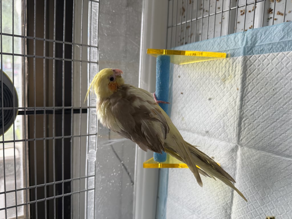 ตามหาเจ้าของนก มีห่วงที่ขาสีเงินติดมากับห่วงก้ามปู เหมือนจะยังเด็กเพราะขนยังดูขึ้นไม่หมด