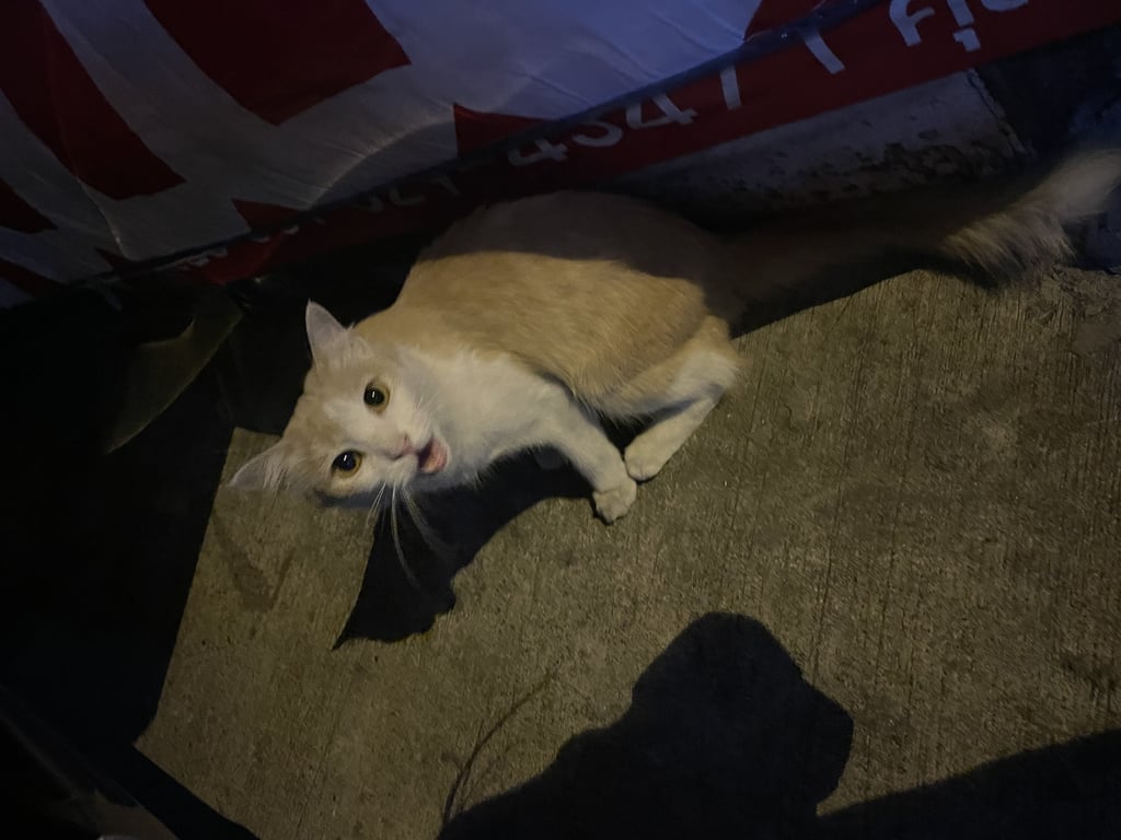 ตามหาเจ้าของแมว น่าจะผสมแมวพันธ์ สีชานมๆส้มขาว