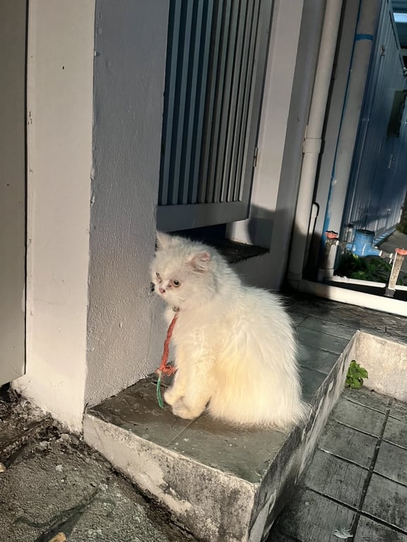 ตามหาเจ้าของแมว แมวเปอเซียสีขาวล้วน มีเชือกล่ามผูกบริเวณปลอกคอ น้องน่าจะกัดเชือกจนหลุดออกมา